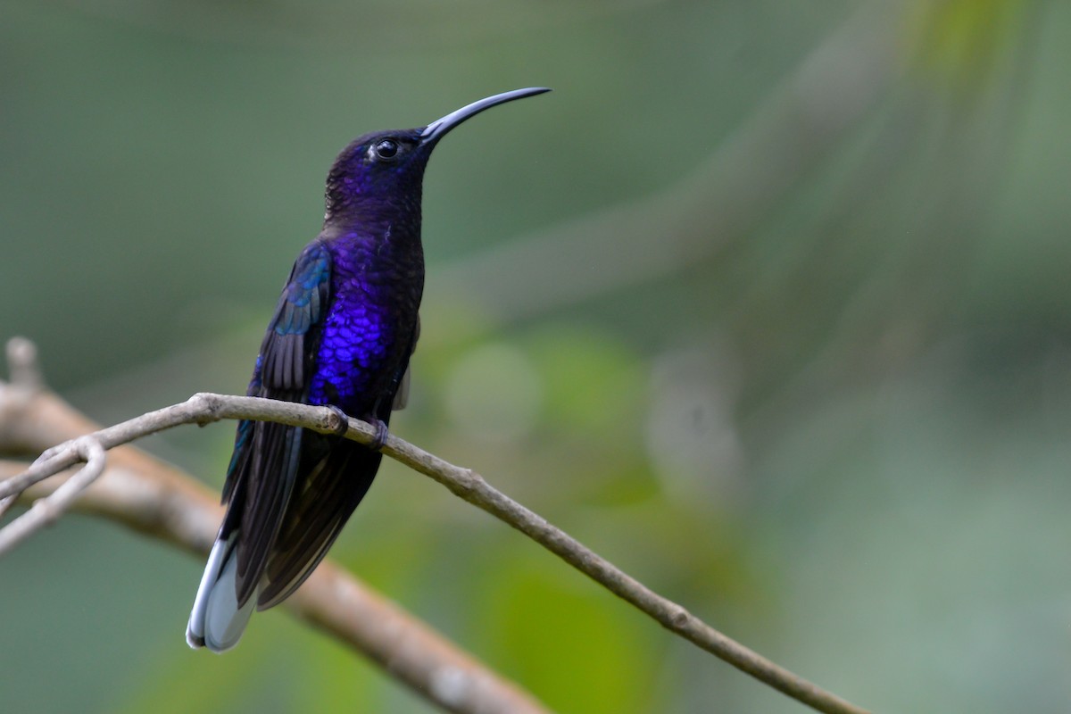 Violet Sabrewing - Evaristo Chocoy