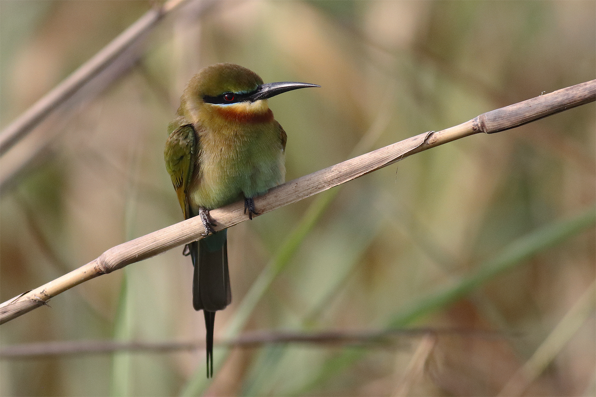 Blue-tailed Bee-eater - ML514443121