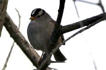 White-crowned Sparrow (Gambel's) - ML514443221