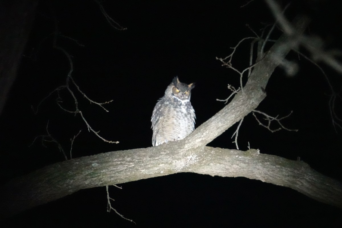 Great Horned Owl - N. Wade Snyder