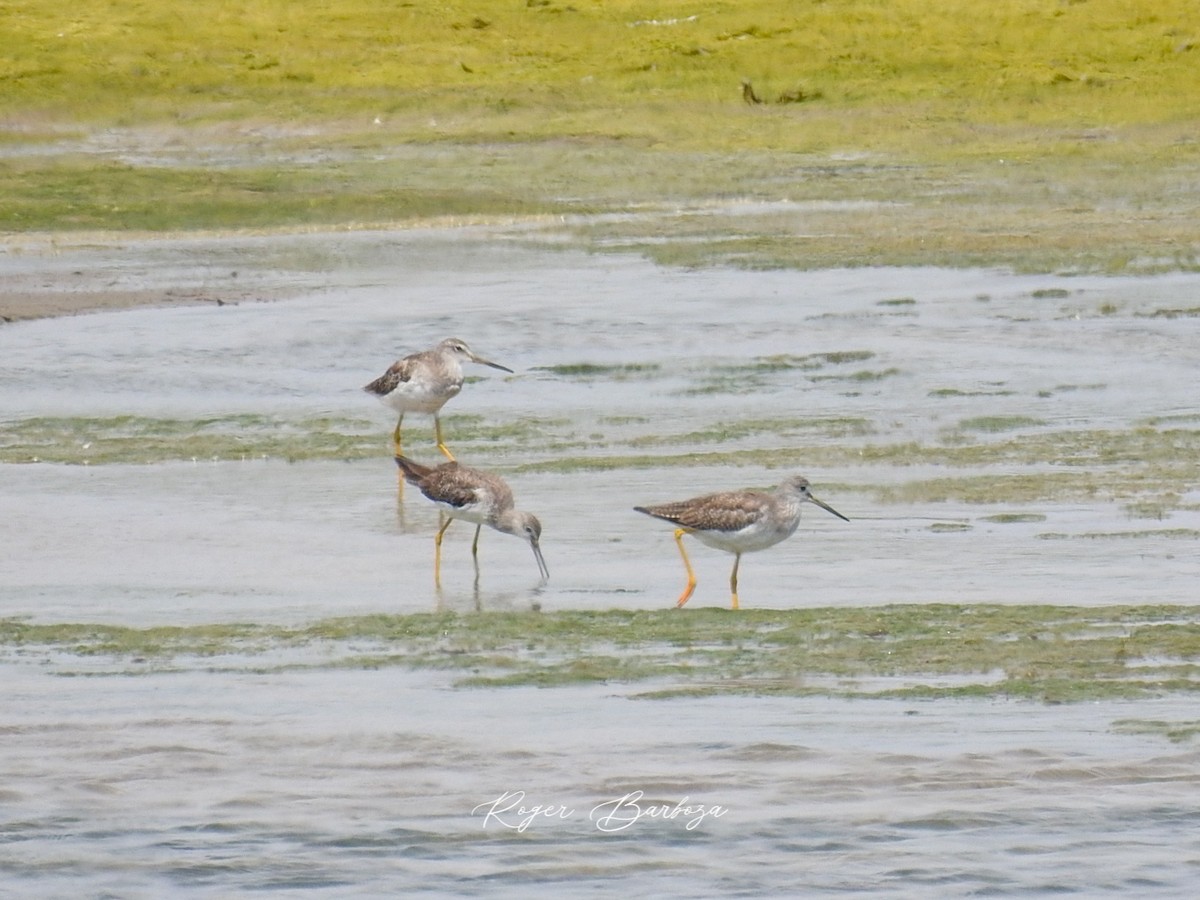 Greater Yellowlegs - ML514444481