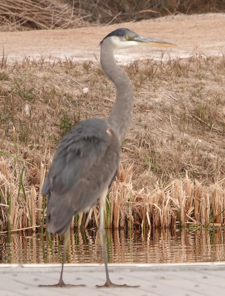 Great Blue Heron - ML514445981