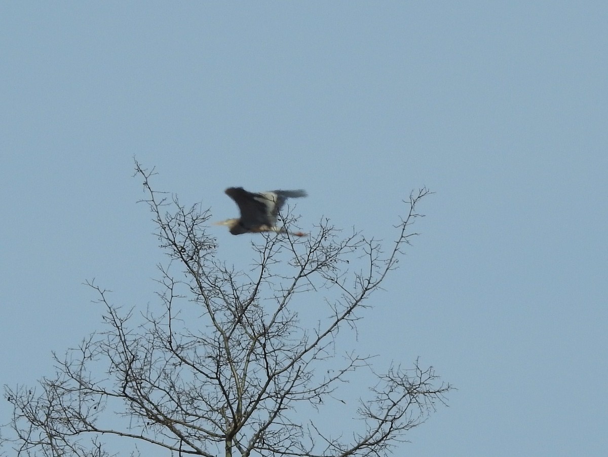 Great Blue Heron - Bonnie Kinder