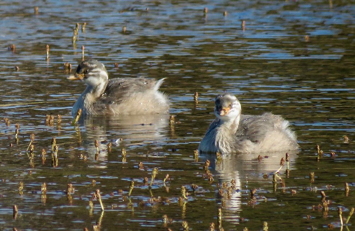 Australasian Grebe - ML514449181