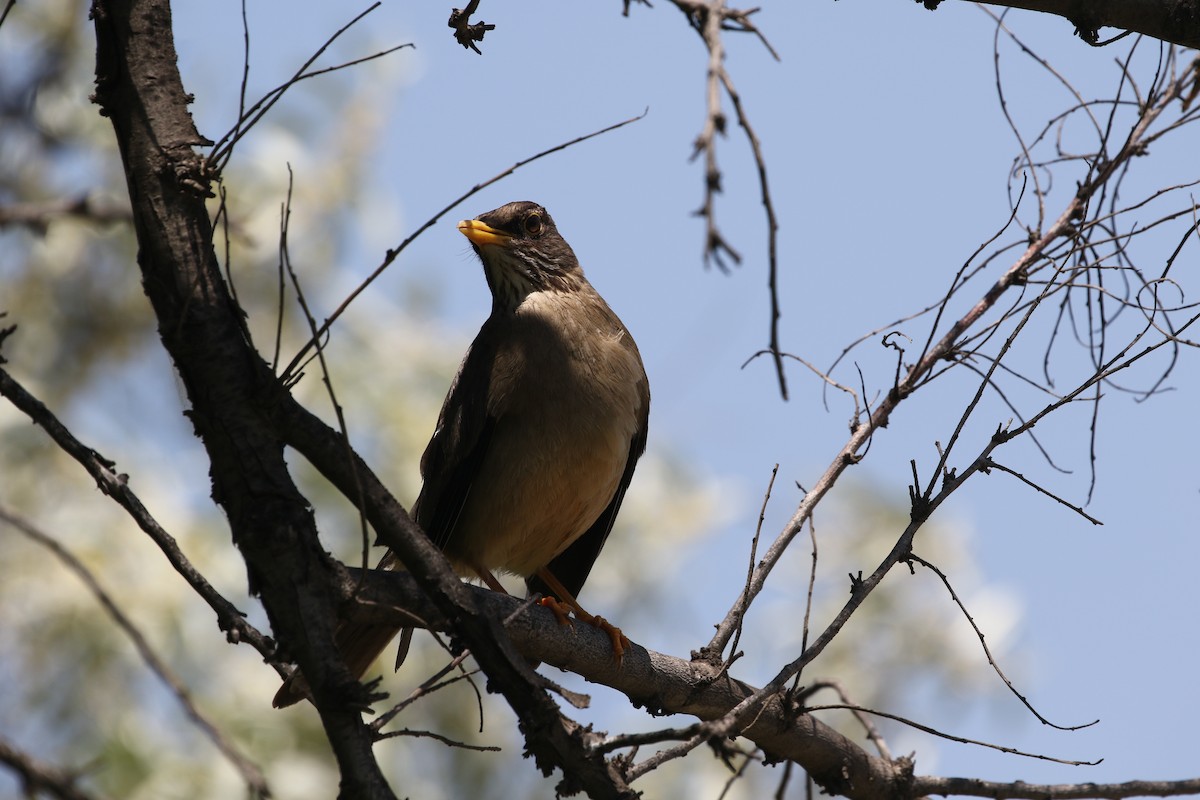 Austral Thrush - Adrian Vilca