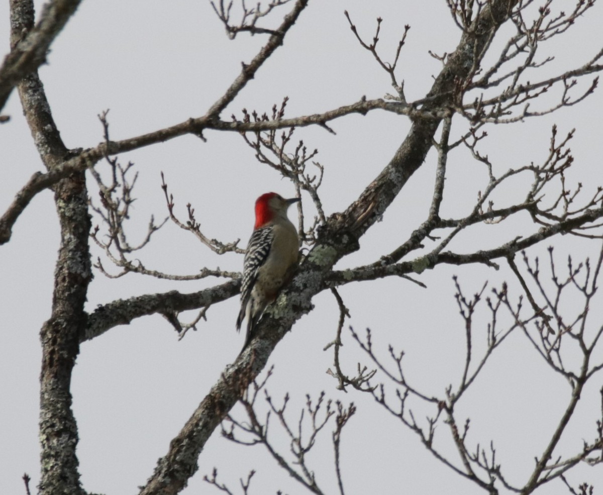 Red-bellied Woodpecker - Kate Schnurr