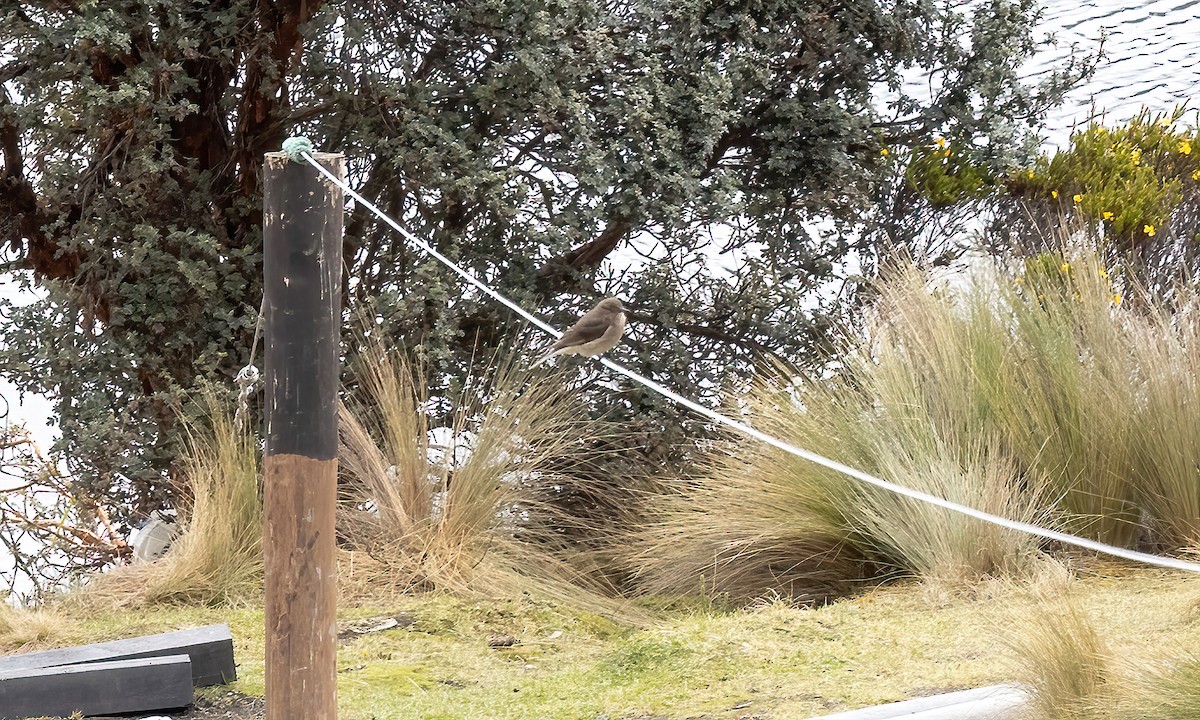 Black-billed Shrike-Tyrant - ML514450571