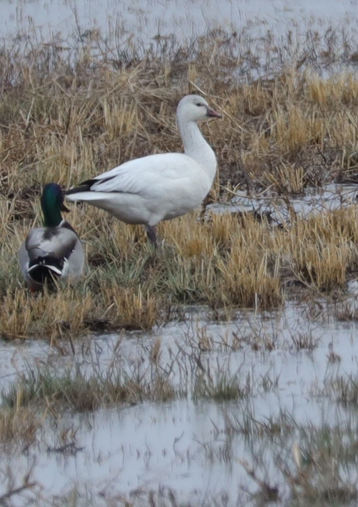 Ross's Goose - ML514450691
