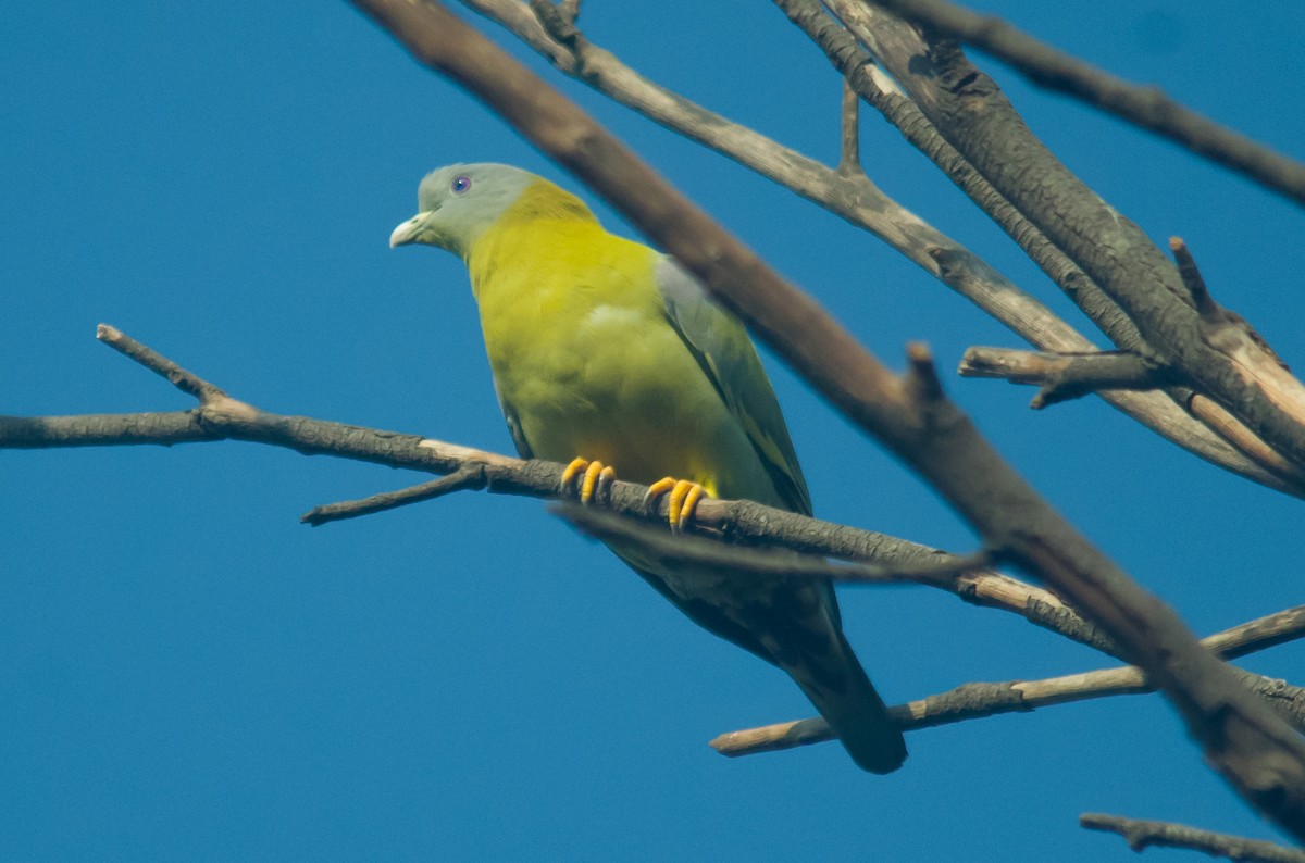 Yellow-footed Green-Pigeon - ML514451221