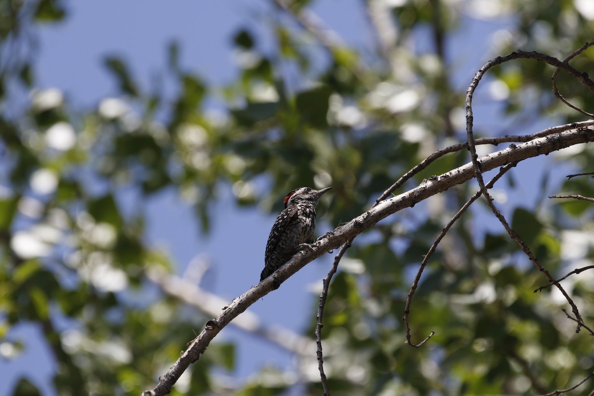 Striped Woodpecker - Adrian Vilca