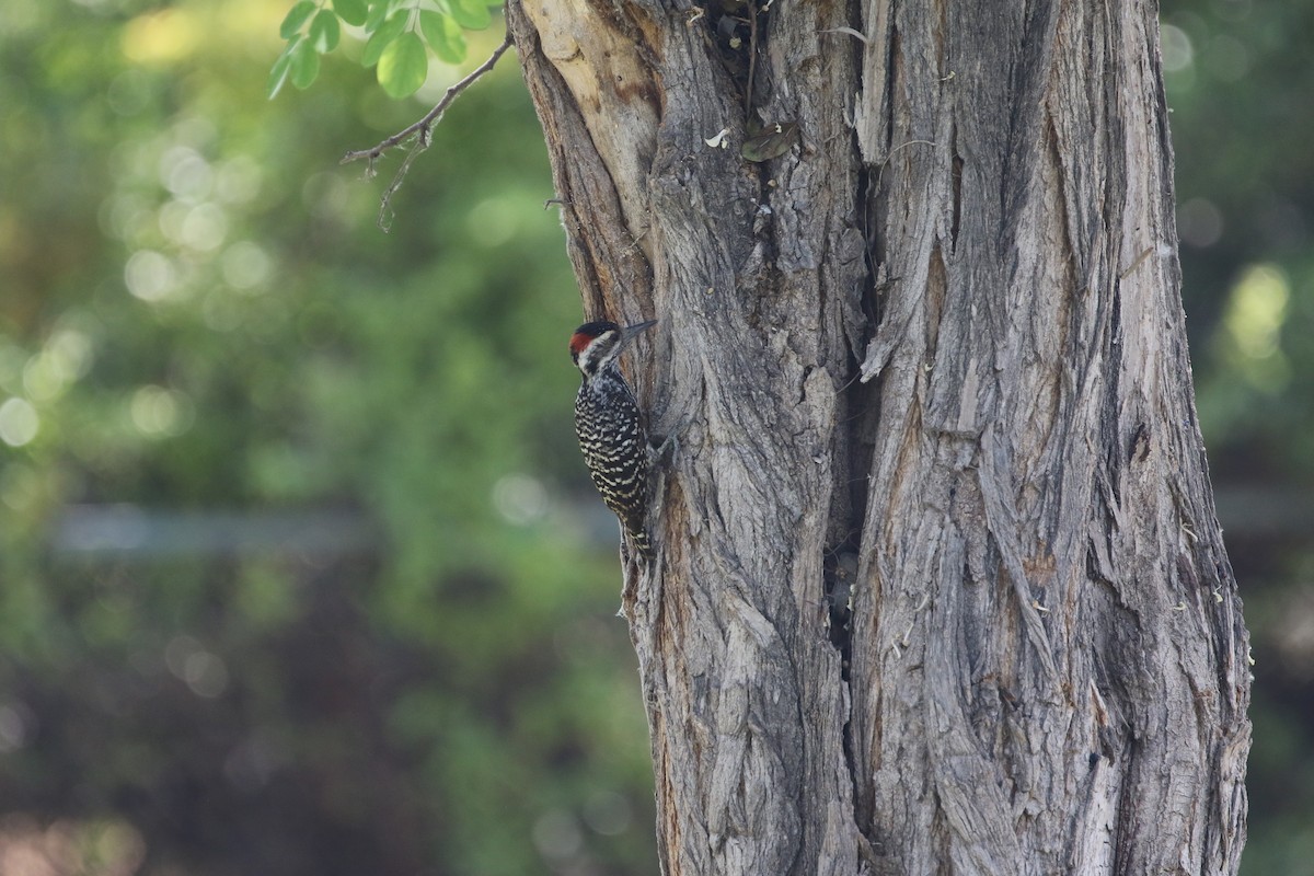 Striped Woodpecker - Adrian Vilca