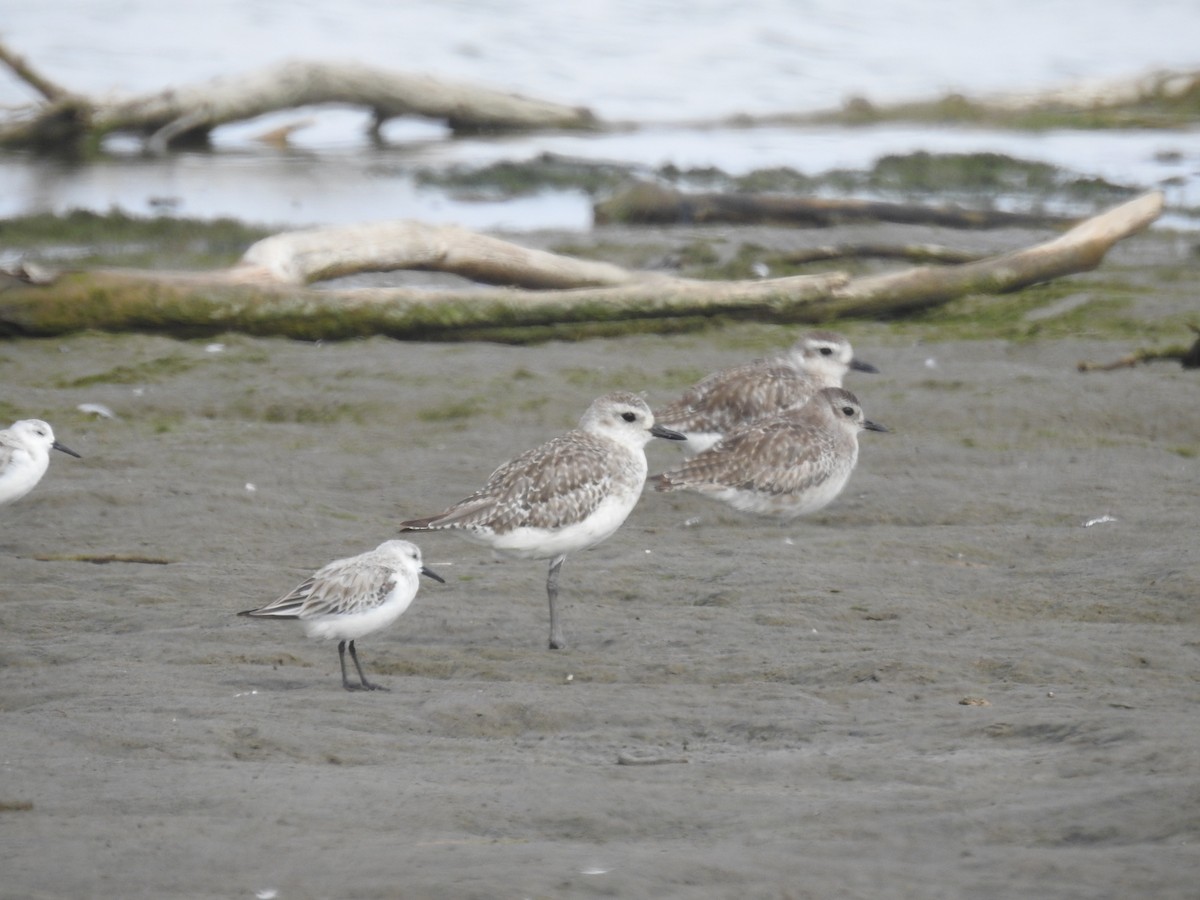 Black-bellied Plover - Roger Barboza Castro