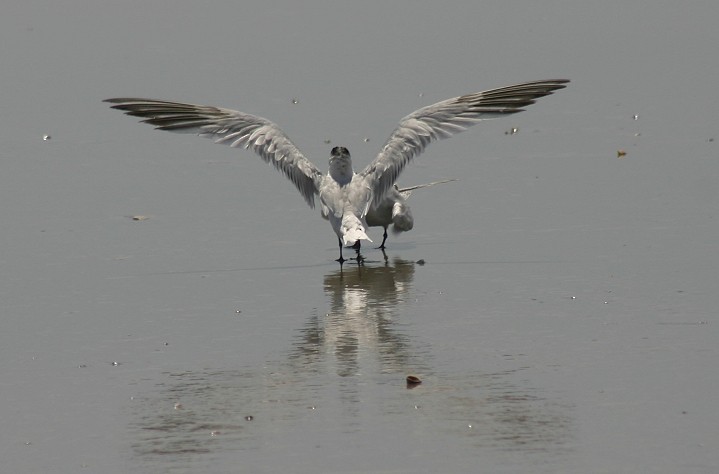 Sandwich Tern - Bill Hubick