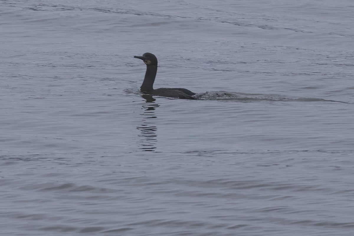 Brandt's Cormorant - ML514455241