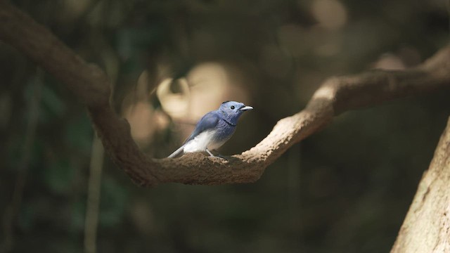 Black-naped Monarch - ML514456441