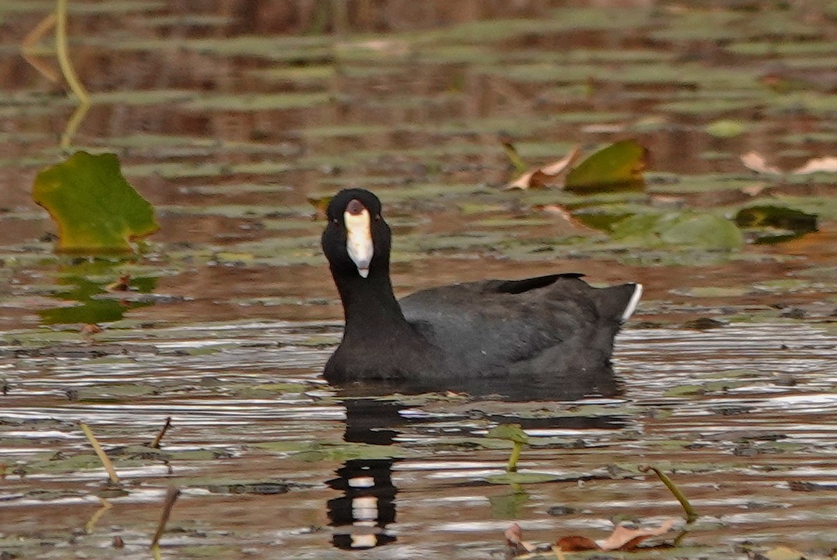 American Coot (Red-shielded) - Diane Drobka