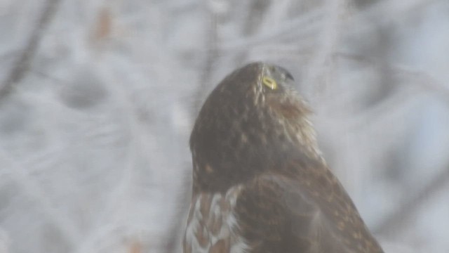 Sharp-shinned/Cooper's Hawk - ML514456591