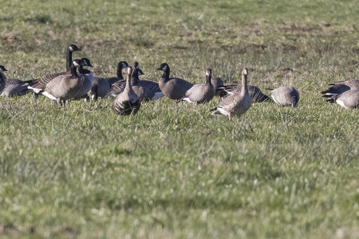 Greater White-fronted Goose - ML514457041