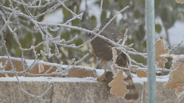 Sharp-shinned/Cooper's Hawk - ML514457141