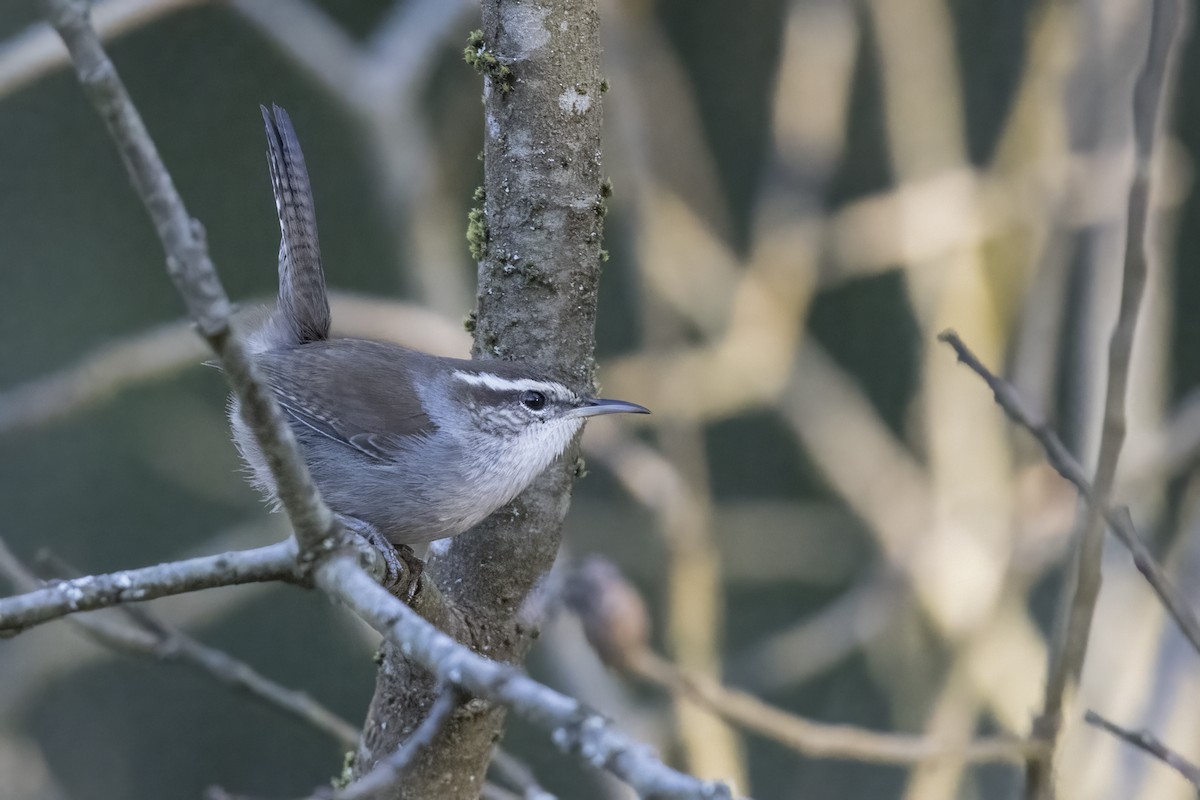 Bewick's Wren - Robert Lockett