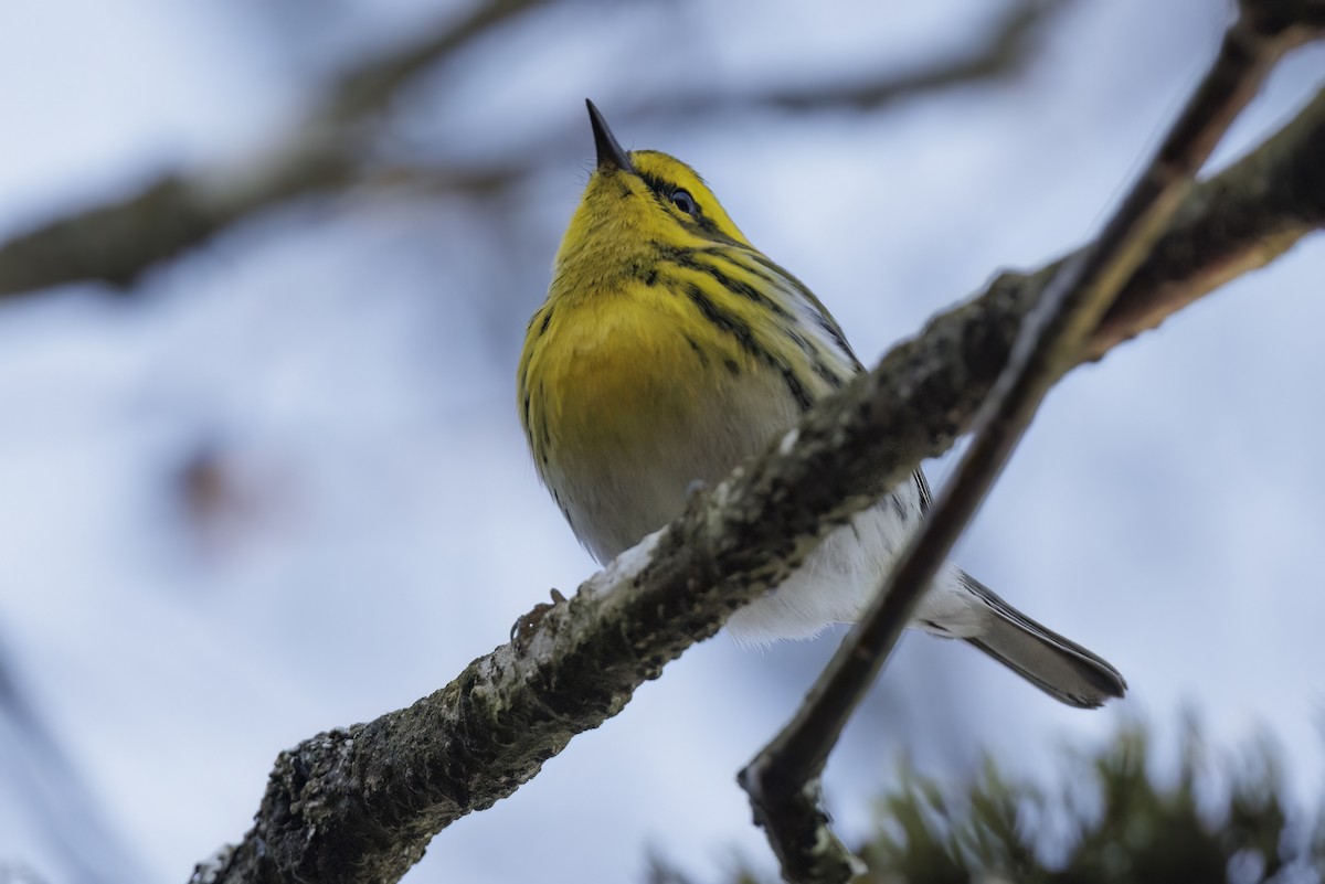 タウンゼンドアメリカムシクイ - ML514457511