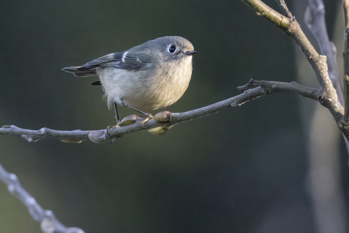 Ruby-crowned Kinglet - Robert Lockett