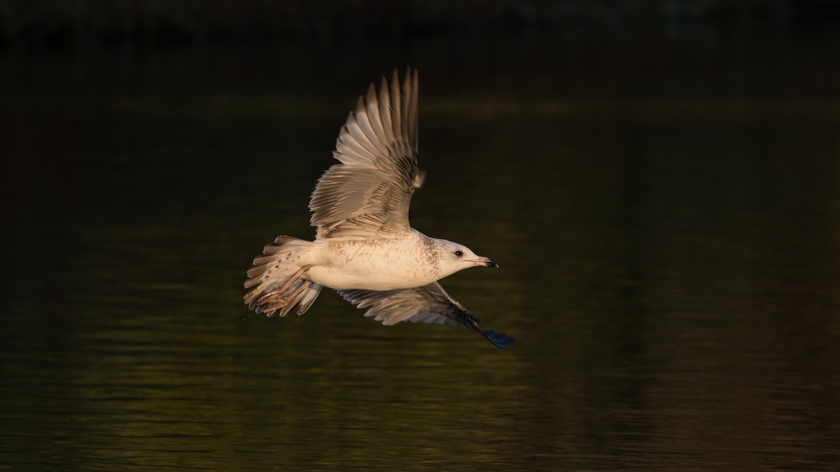 Ring-billed Gull - ML514457761