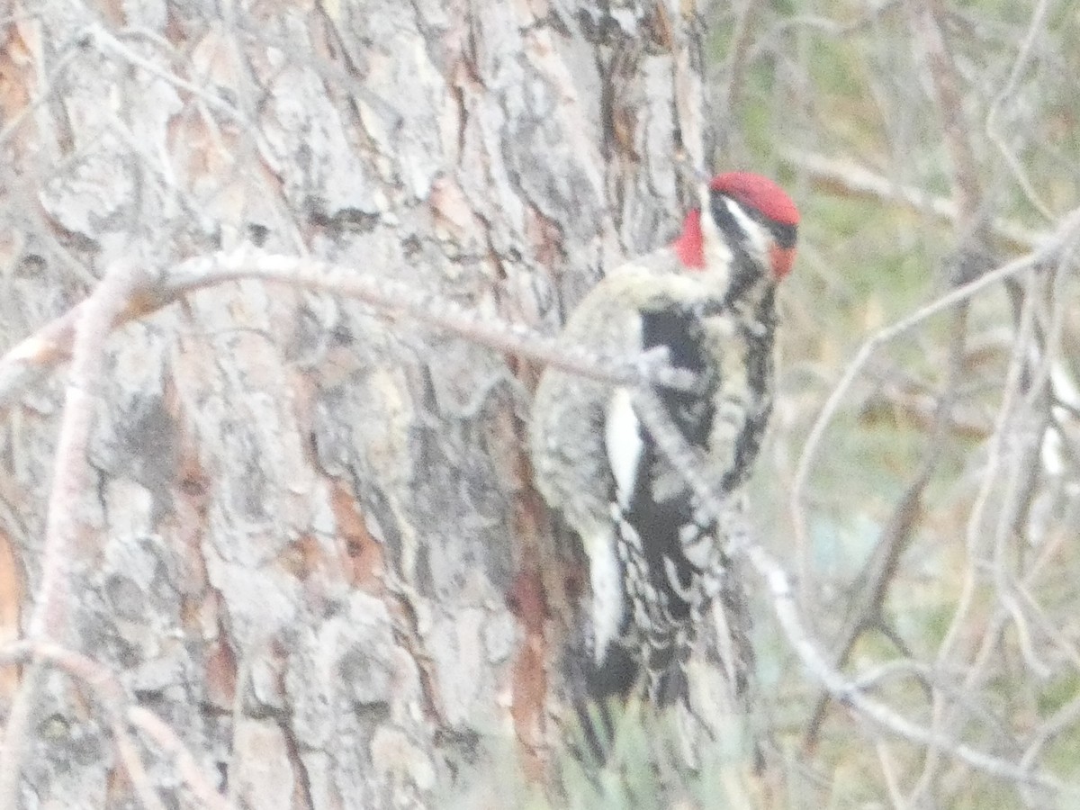 Red-naped Sapsucker - ML514458121