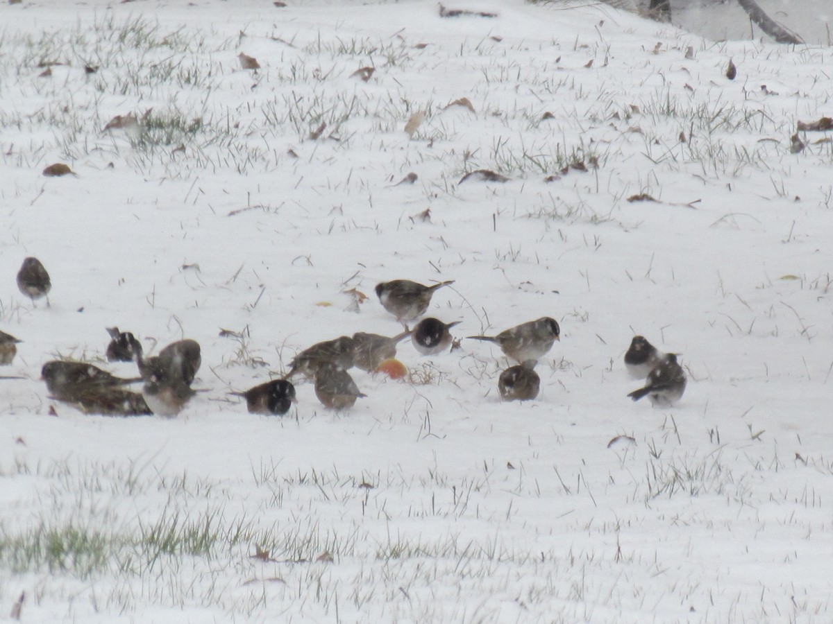 Dark-eyed Junco - ML514460271