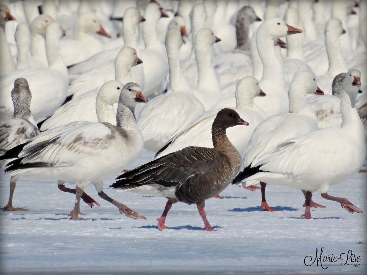 Pink-footed Goose - Marie-Lise Beaudin