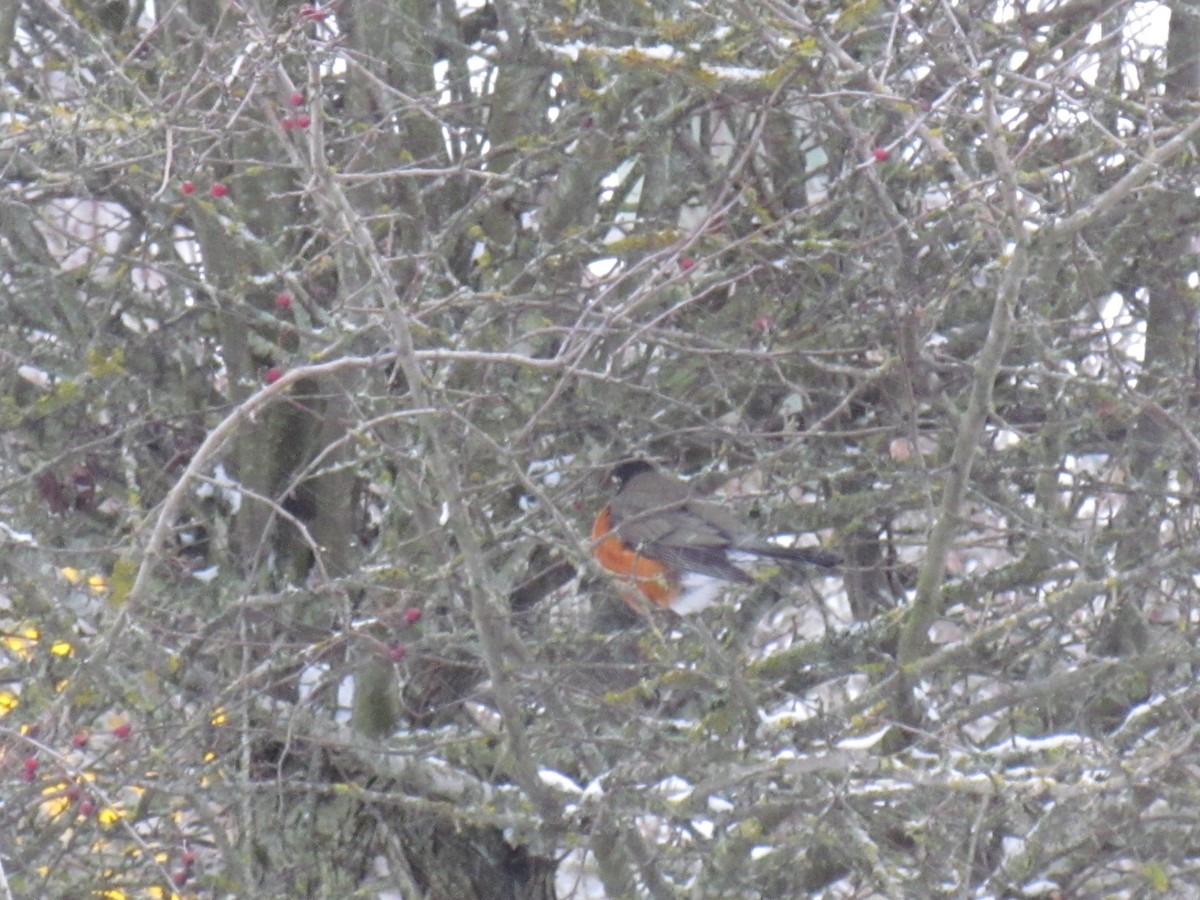 American Robin - ML514460871