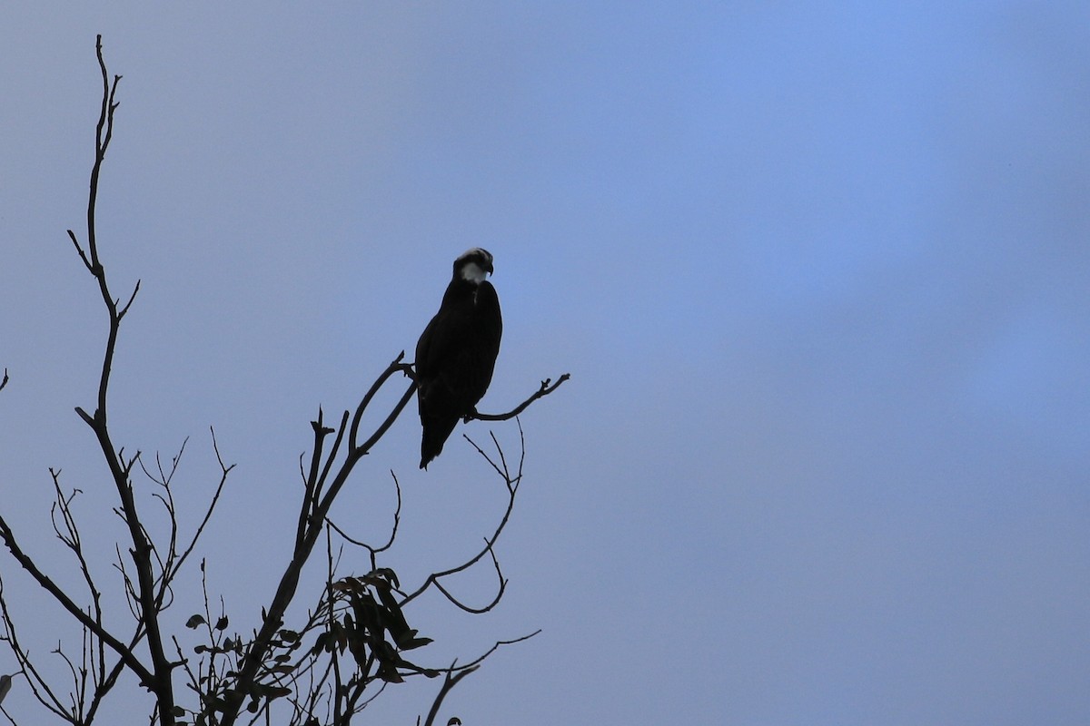 Osprey - ML514460891