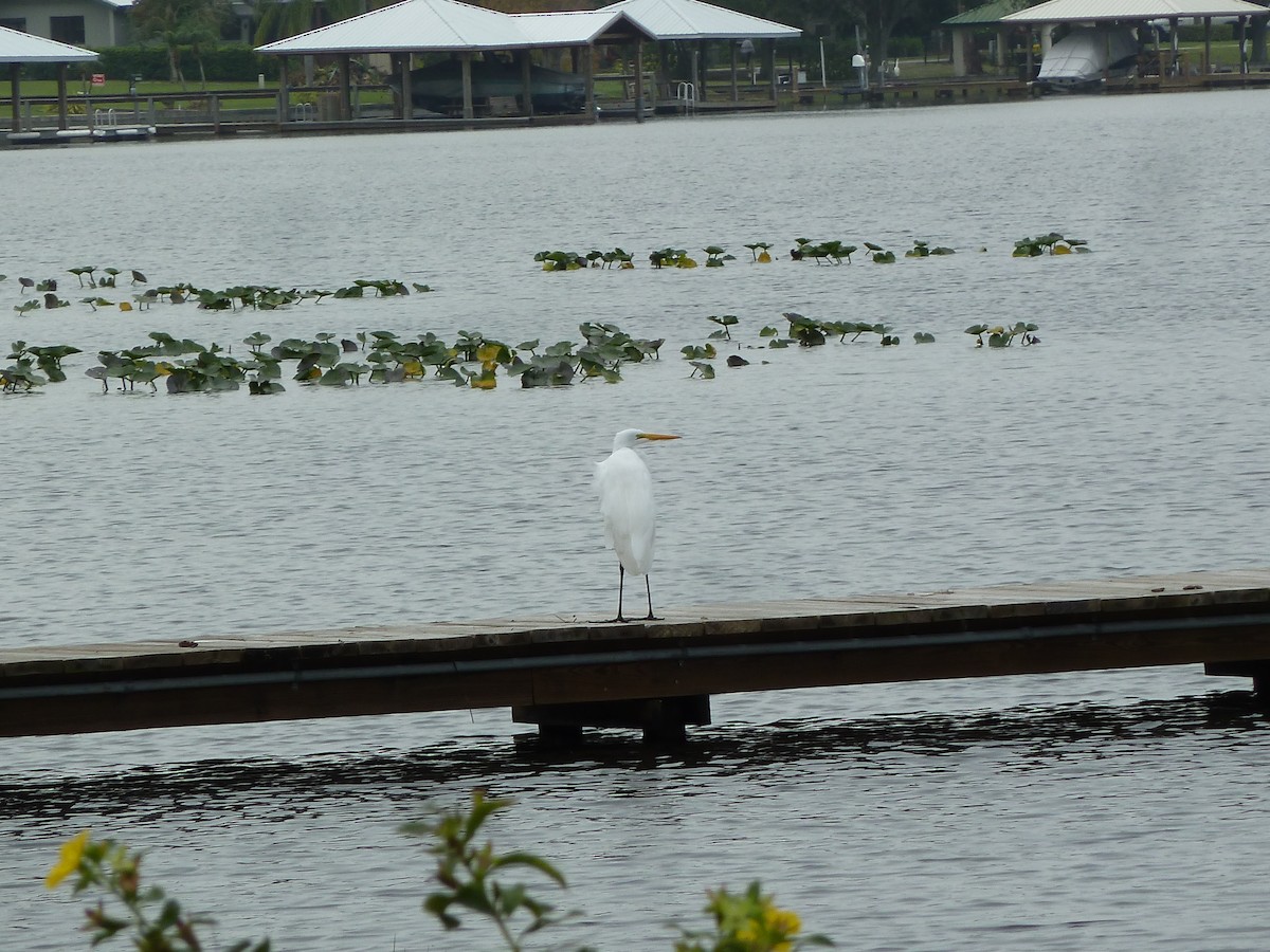 Great Egret - ML514461571