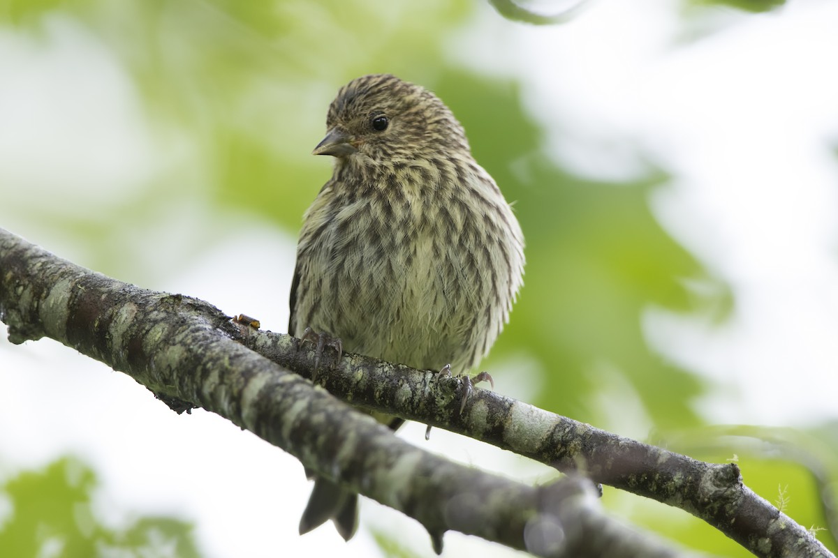 Pine Siskin - ML514461831