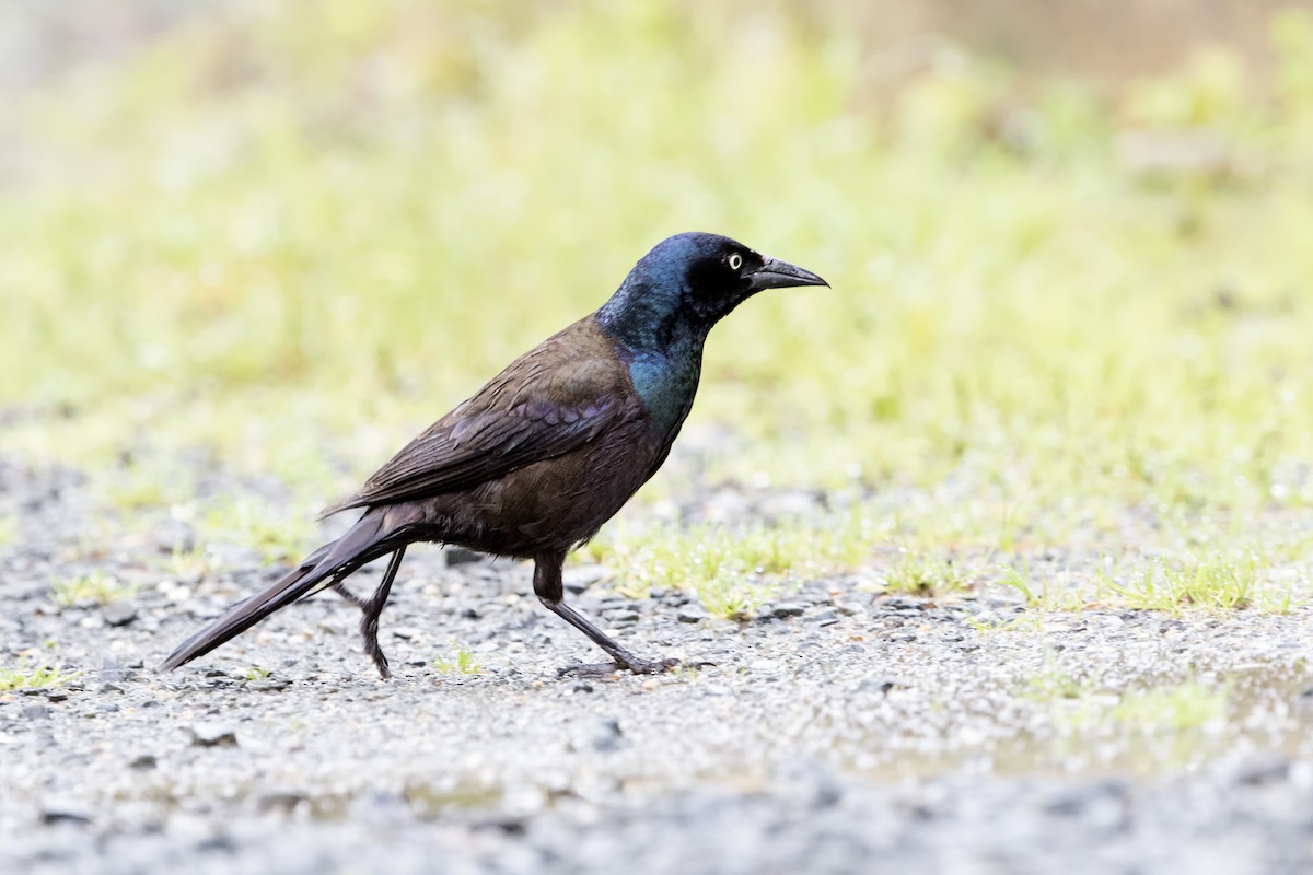 Common Grackle - ML514461871