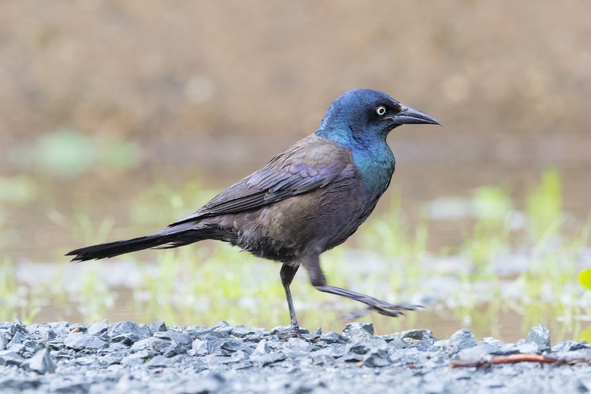 Common Grackle - ML514461891