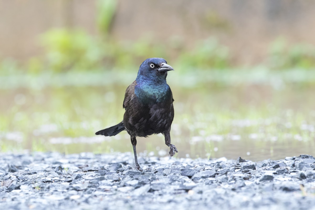 Common Grackle - ML514461901