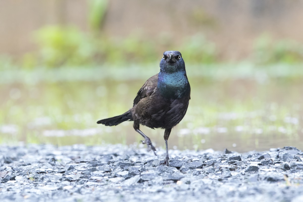 Common Grackle - ML514461911