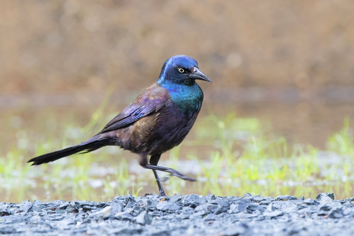 Common Grackle - ML514461921