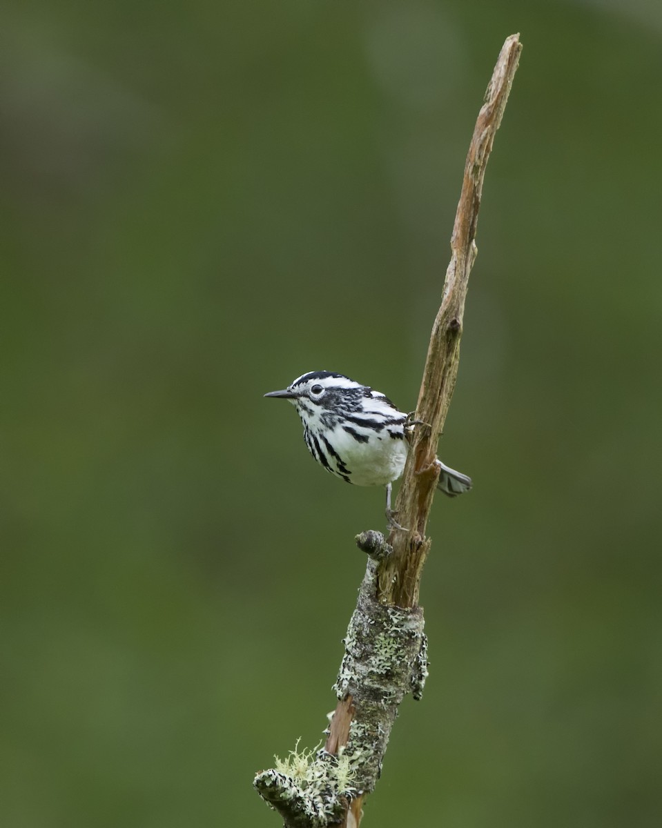 Black-and-white Warbler - ML514461961