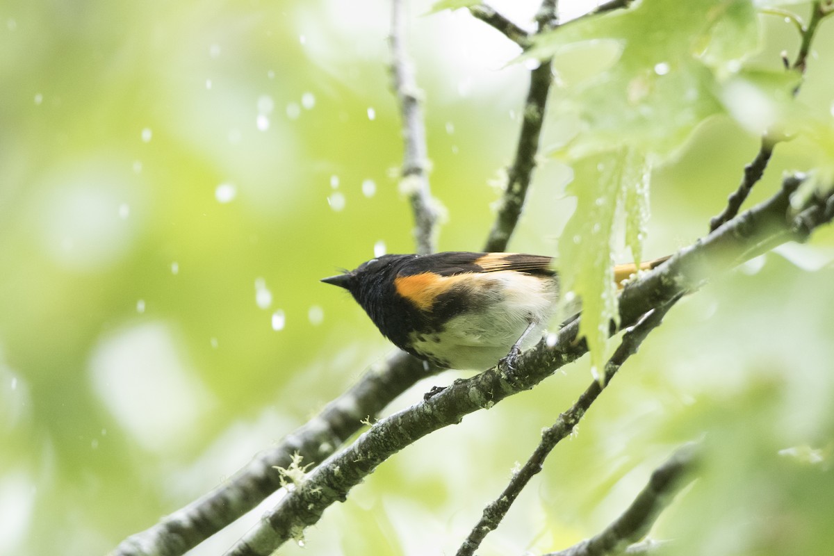American Redstart - ML514462021