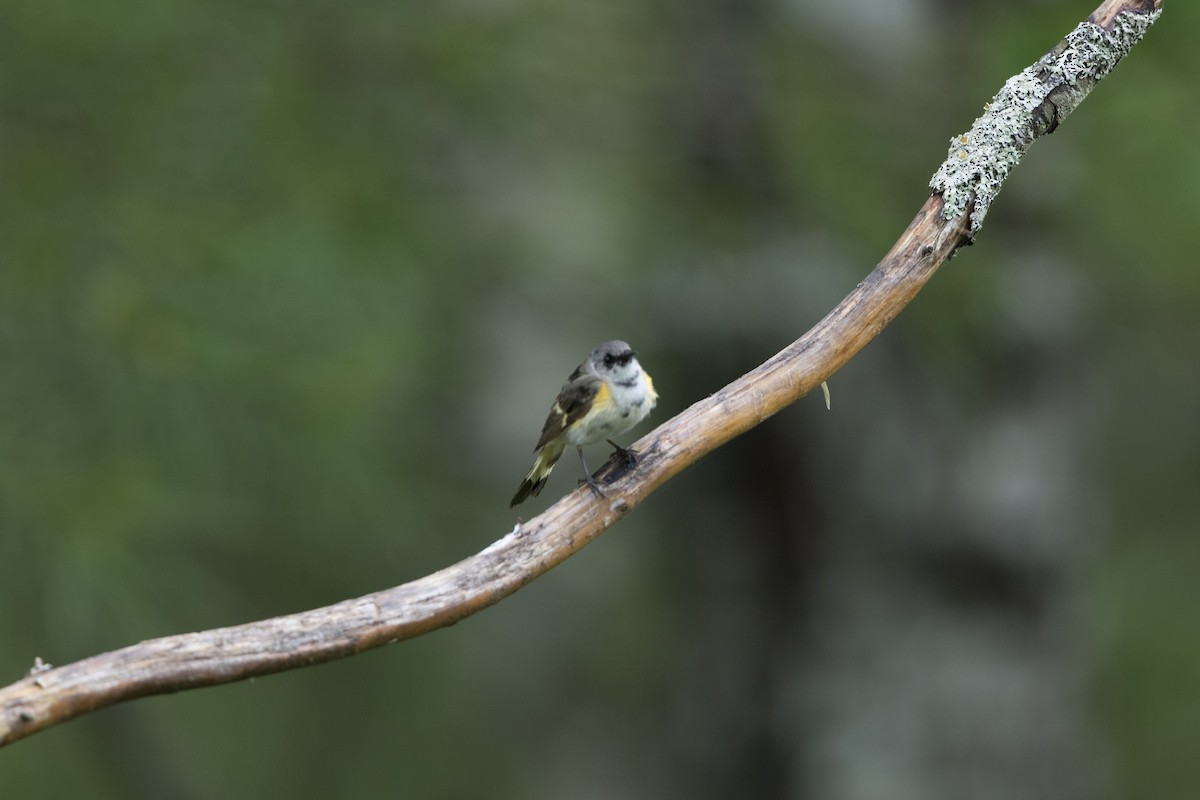American Redstart - ML514462031