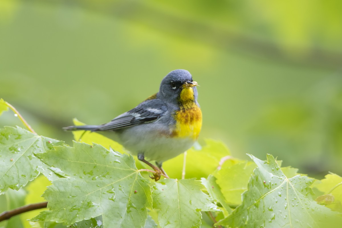 Northern Parula - ML514462121