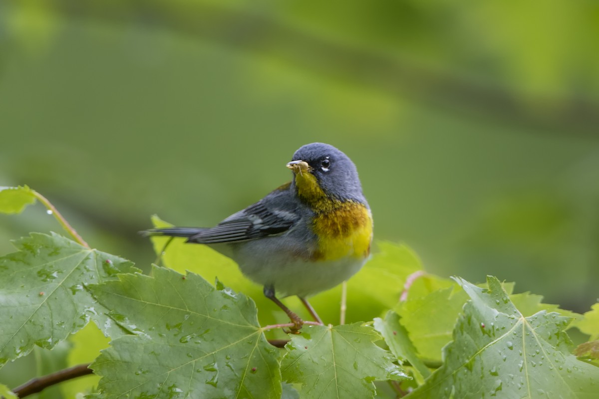 Northern Parula - ML514462131