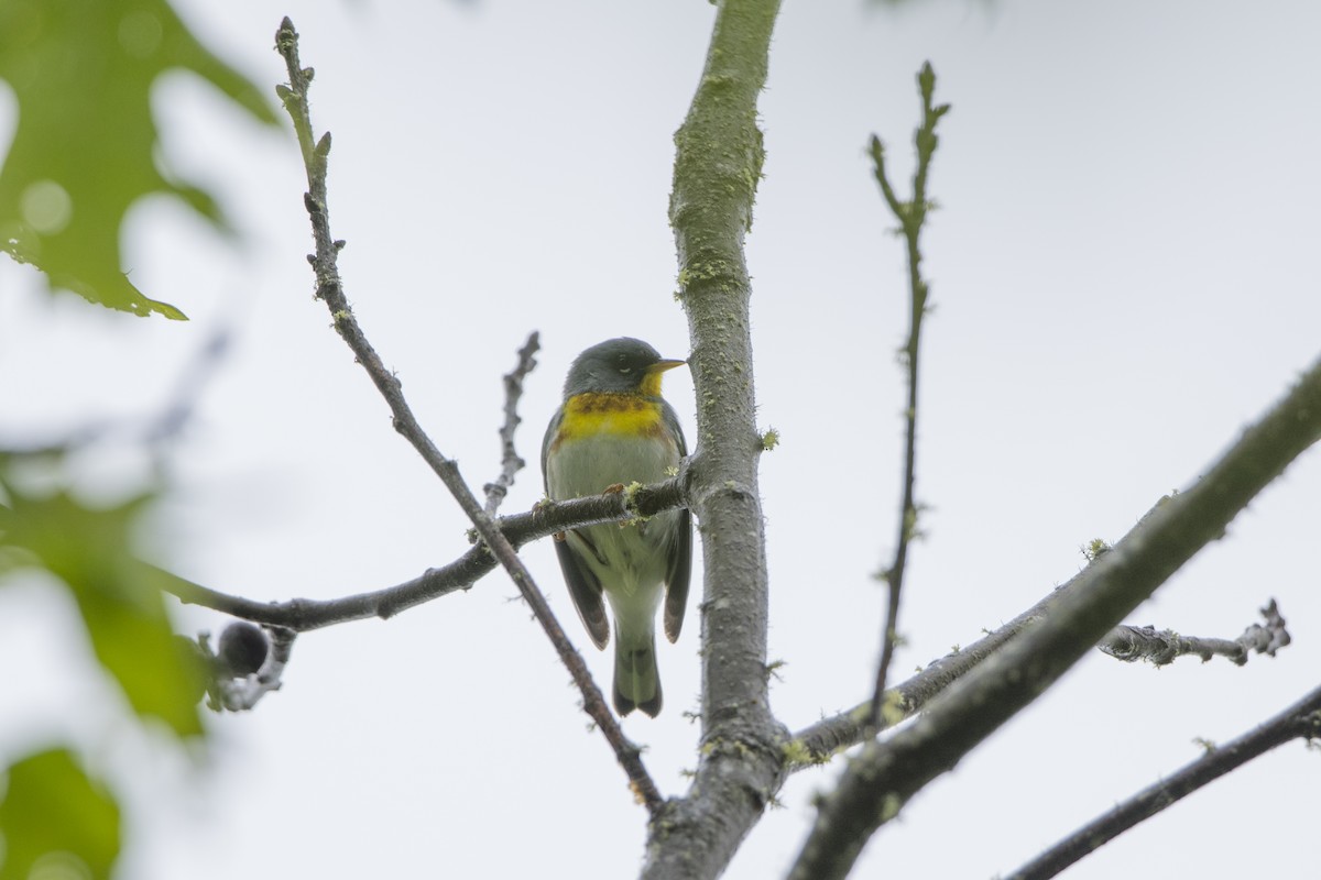 Northern Parula - ML514462141