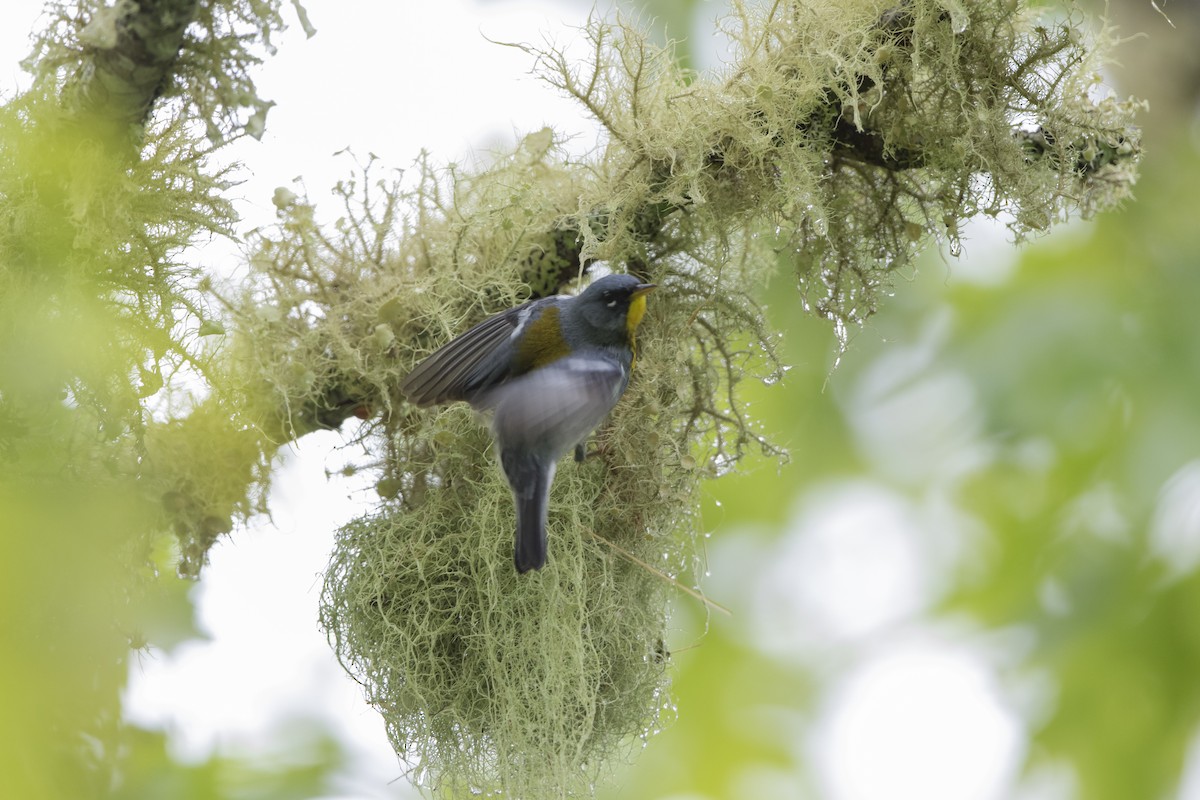 Northern Parula - ML514462161