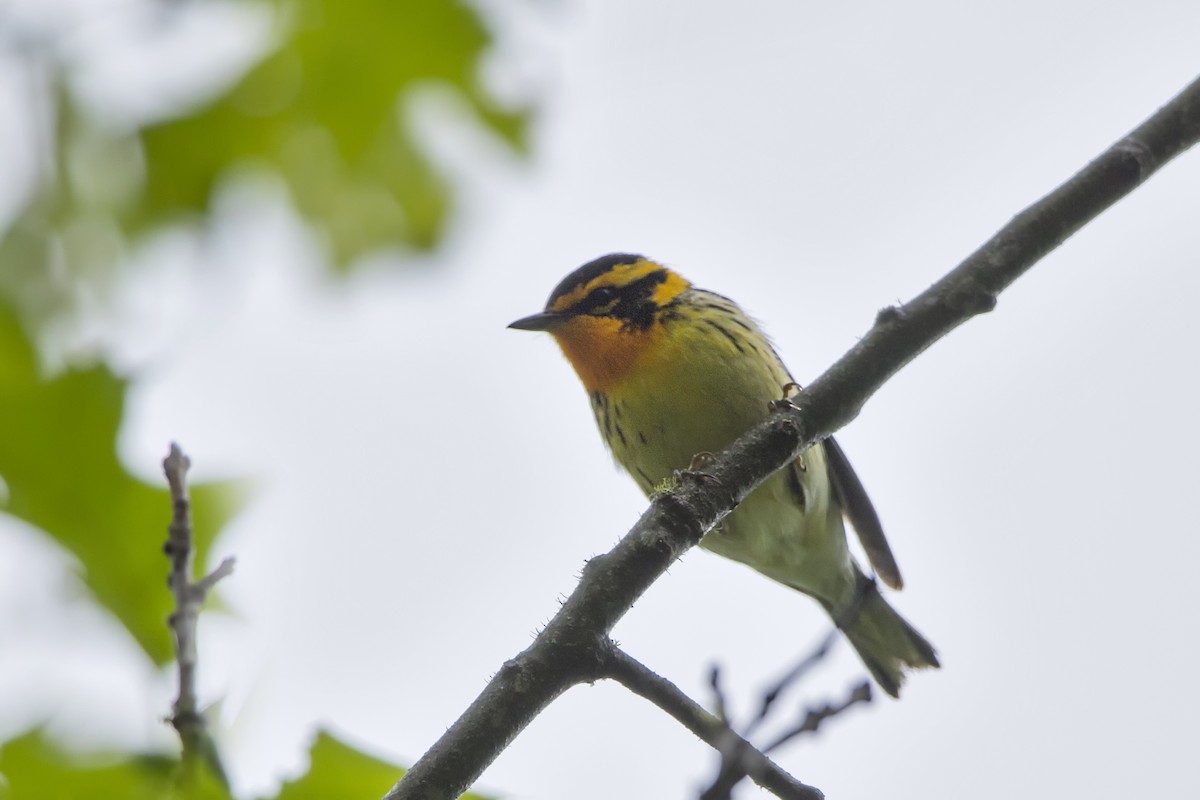 Blackburnian Warbler - ML514462251