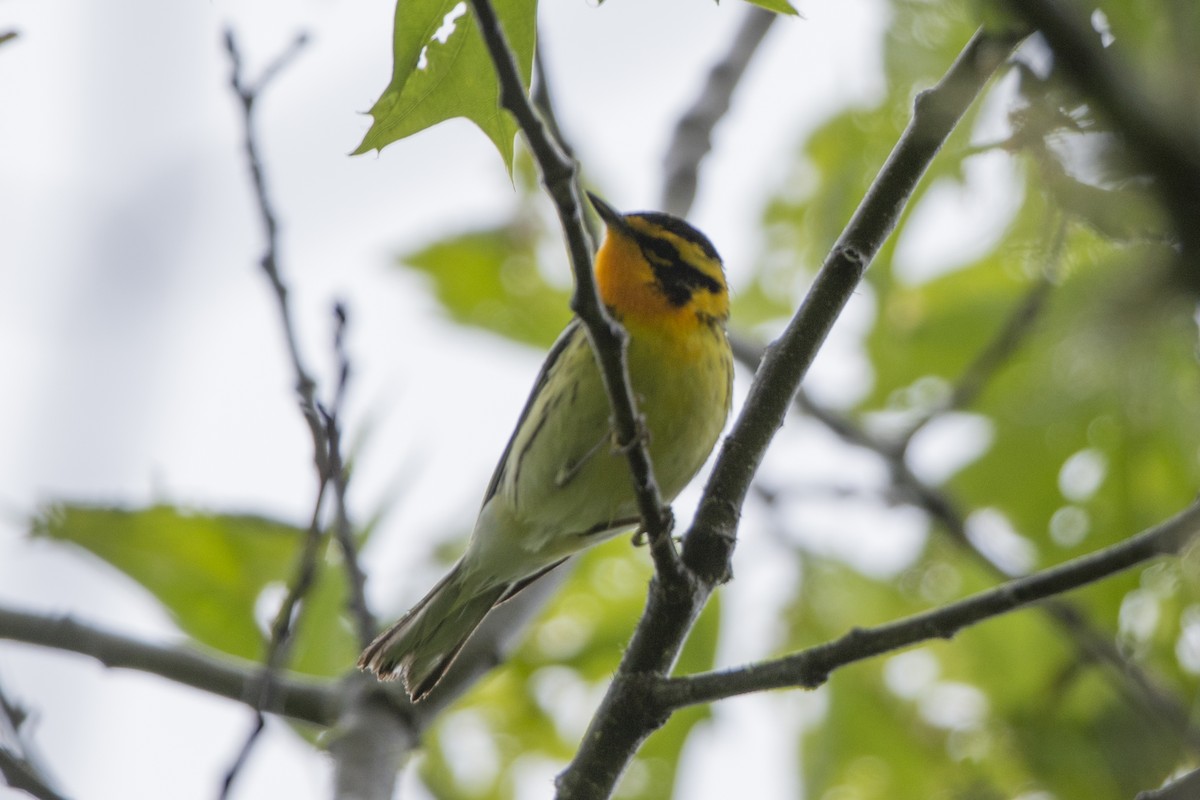 Blackburnian Warbler - ML514462261
