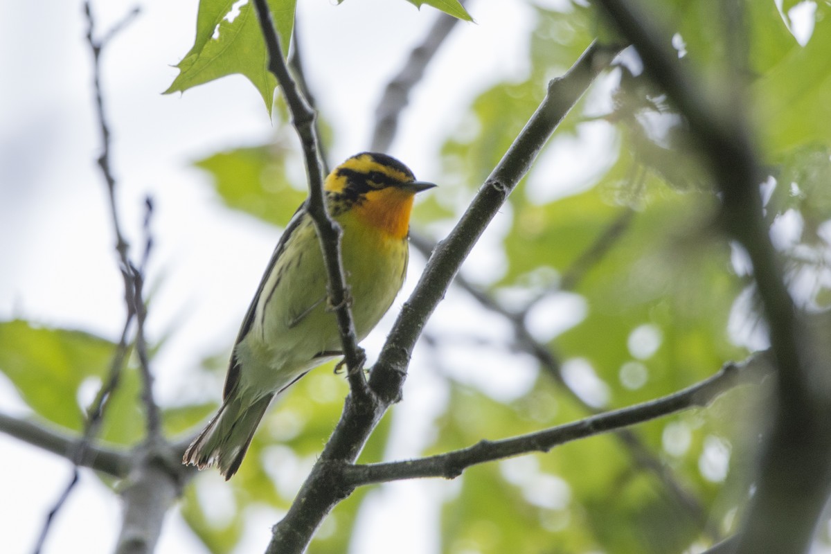Blackburnian Warbler - ML514462271