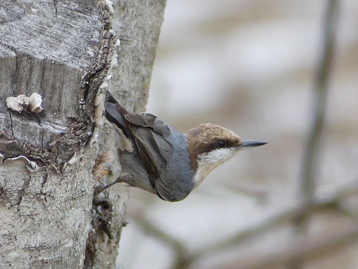 Brown-headed Nuthatch - Shelley Rutkin